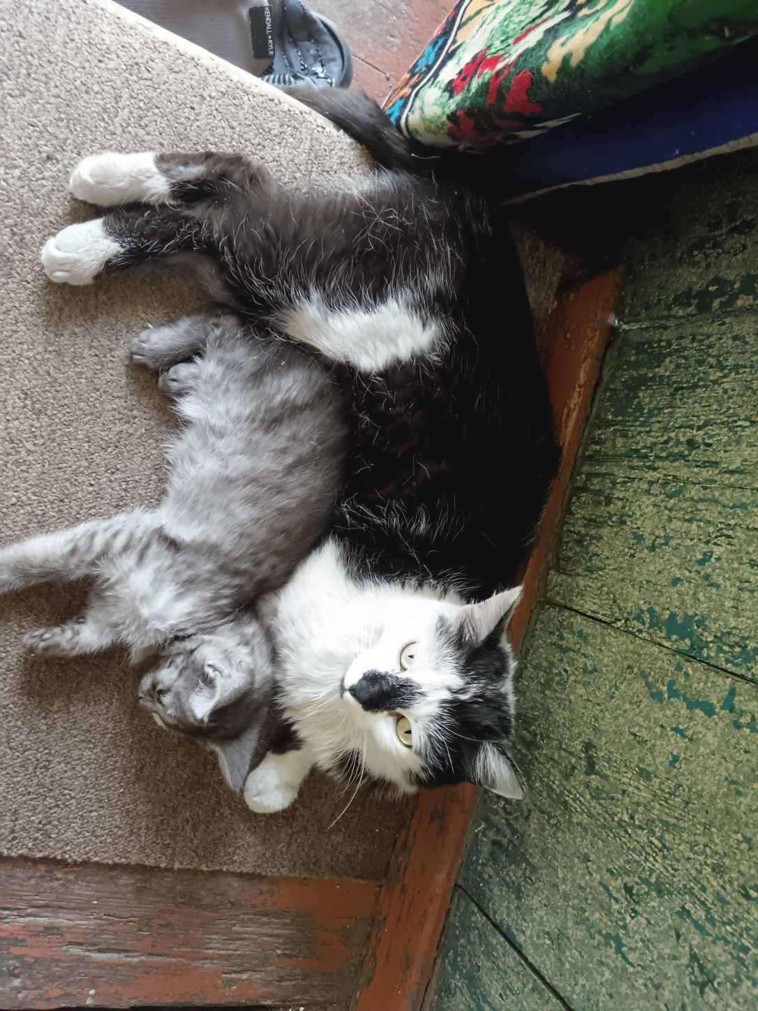 Котята крысоловки