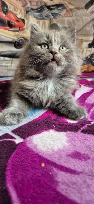 Милые пуштики ищут дом