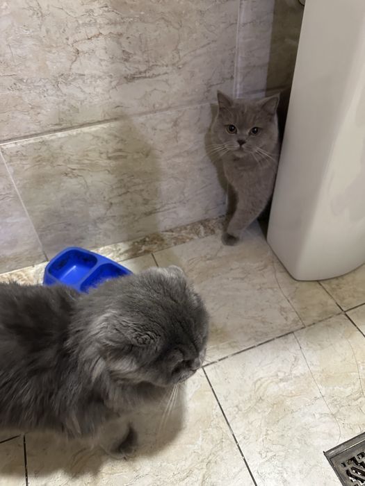 Mushuk 2 ta. O’g’il va qiz. skotish fold va strayt.