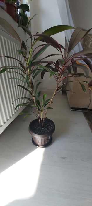 Planta de apartament