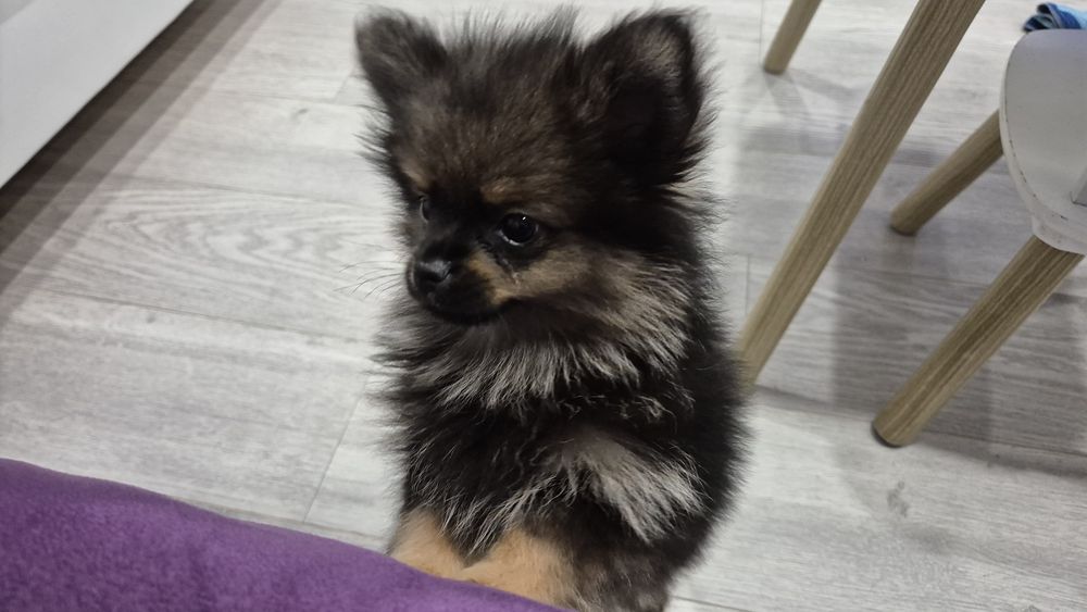 Спешно Померанче