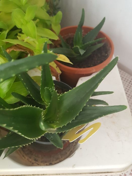 Aloe vera planta la ghiveci