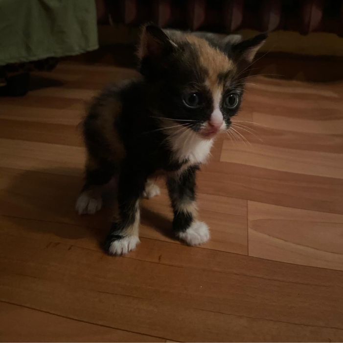 Отдам бесплатно котят