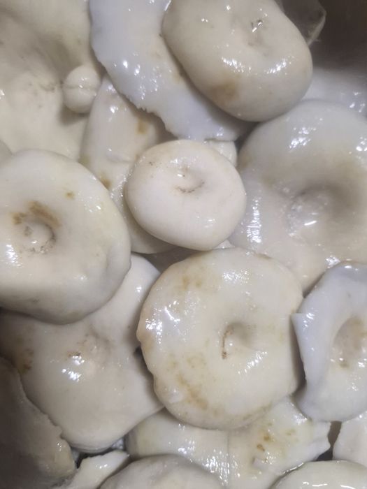 Грибы грузди солёные