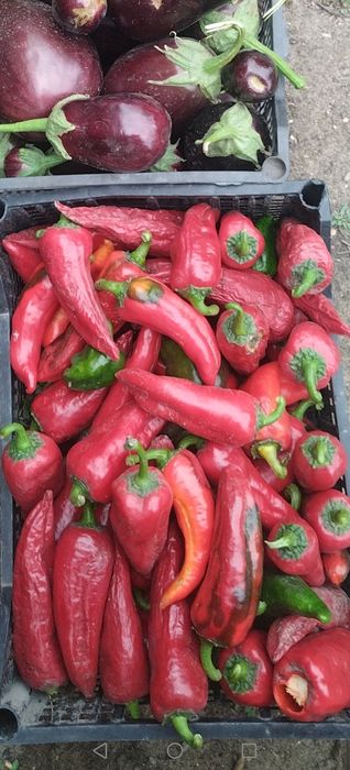 Продам горький перец