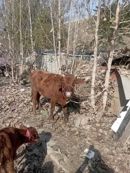 Ona bola sigir sotiladi