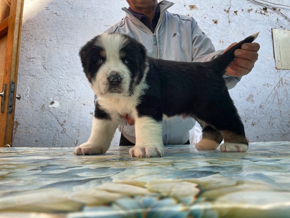 Щенок Алабая ( супер Гигант ) туркменский