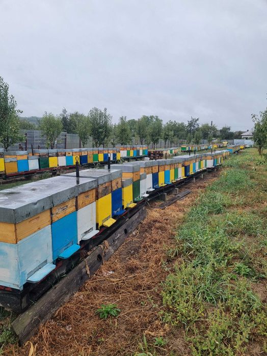 vand miere poliflora 10 t ,salcam  3t, ceara  300kg, certificata bio