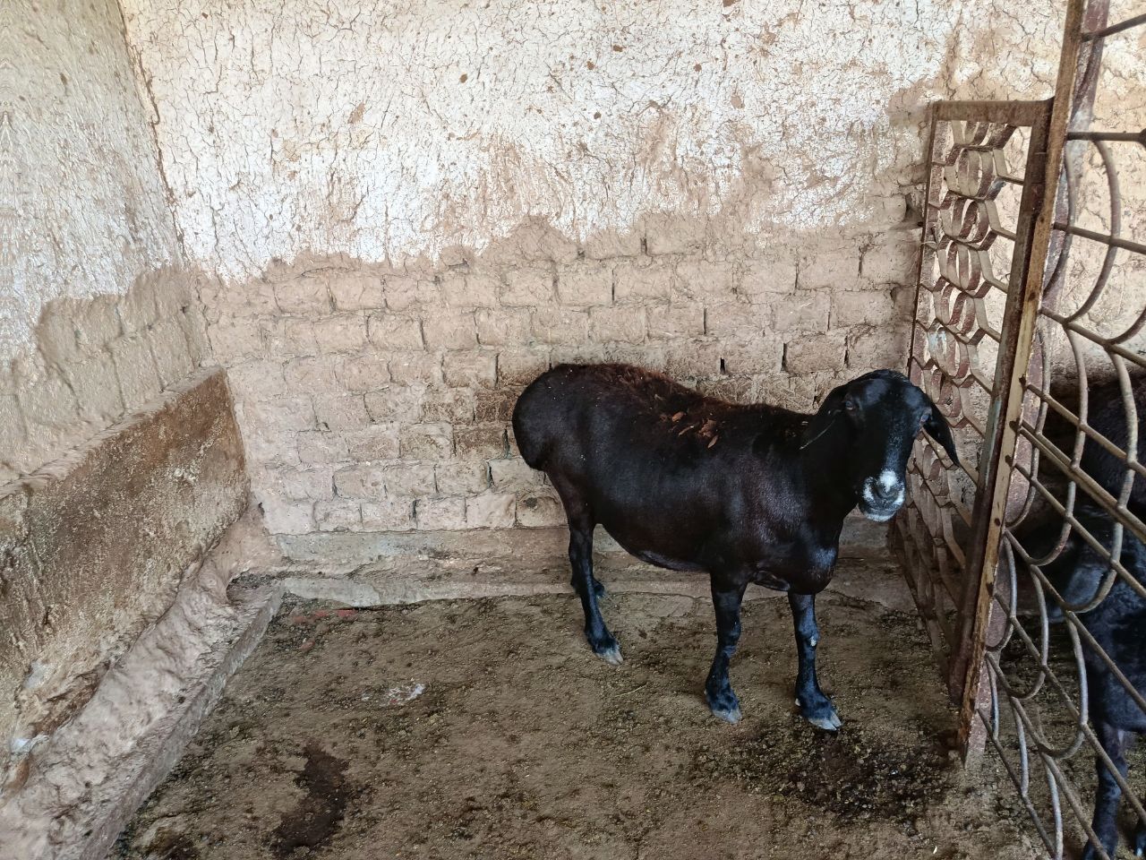 Ona qoy sotiladi