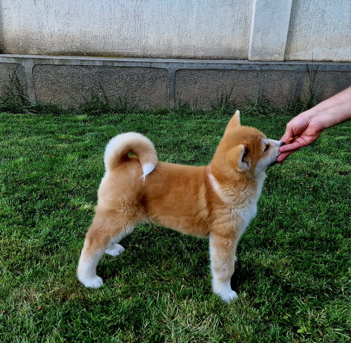 Akita Inu japonez din canisa autorizata