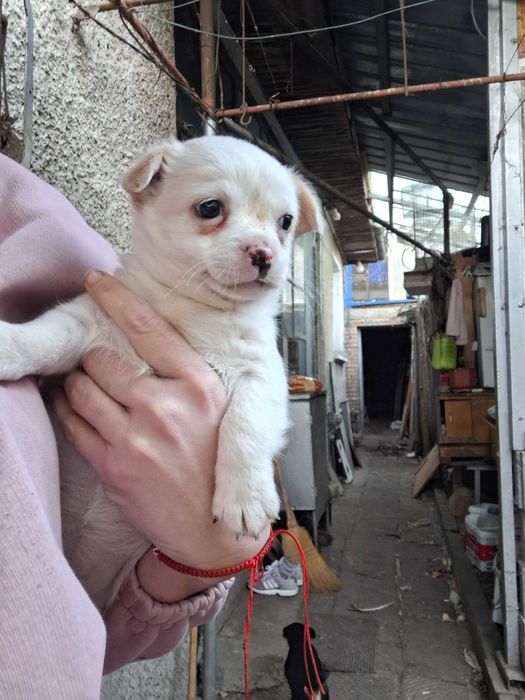 Малки Чихуахуа..