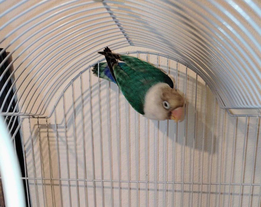 Vând papagal agaporis