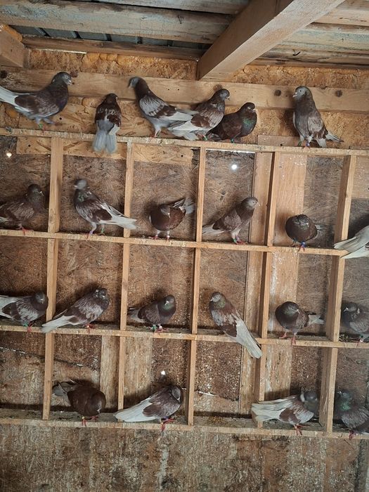 Porumbei ciungi de Ploiești