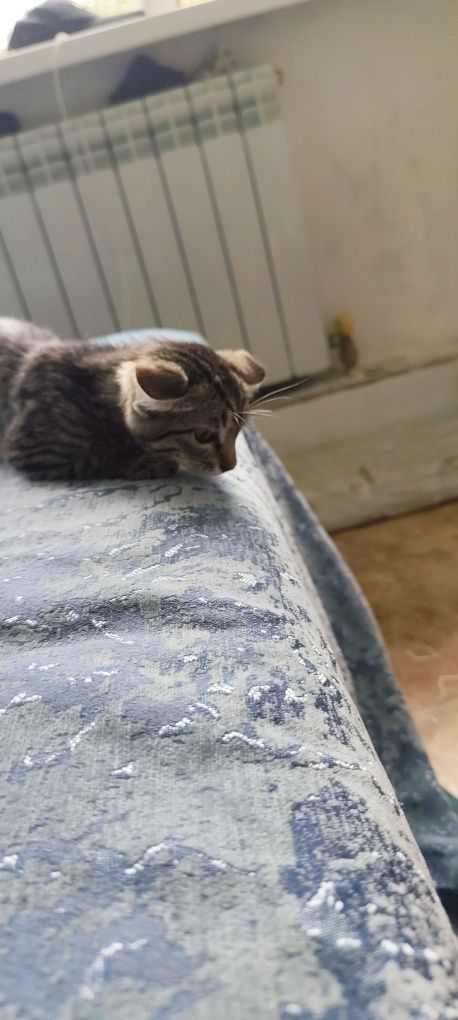 Милый котёнок ищет дом