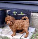 Pudel/Pudell/Poodle Red Toy transport GRATUIT in toata ROMÂNIA