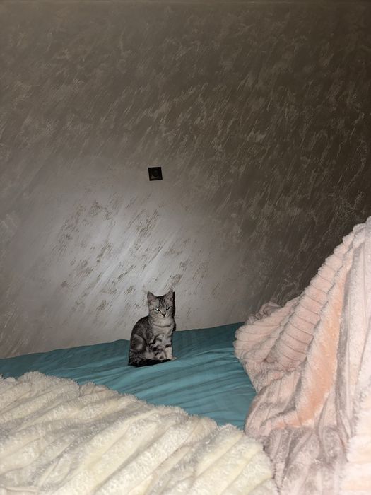 Скоттиш страйт продается кошка