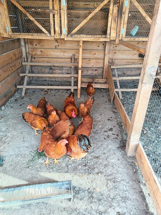 Găini,tineret  New Hampshire