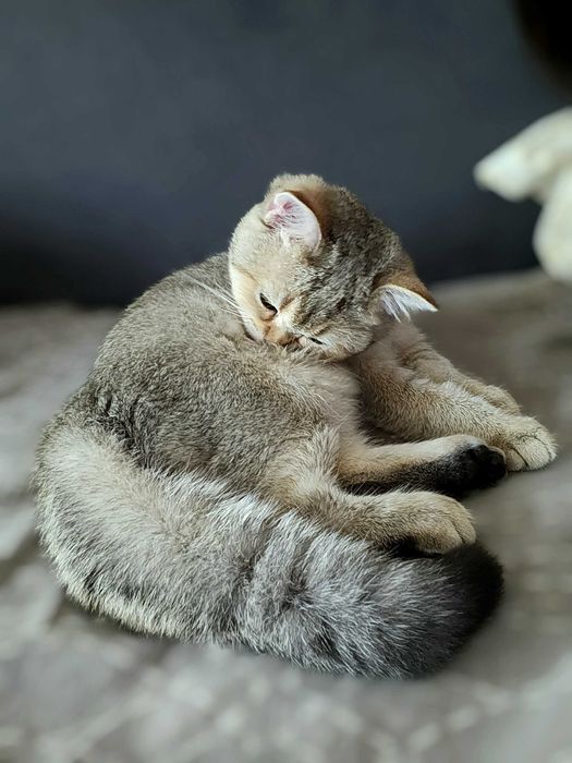 British Shorthair Golden cu pedigree