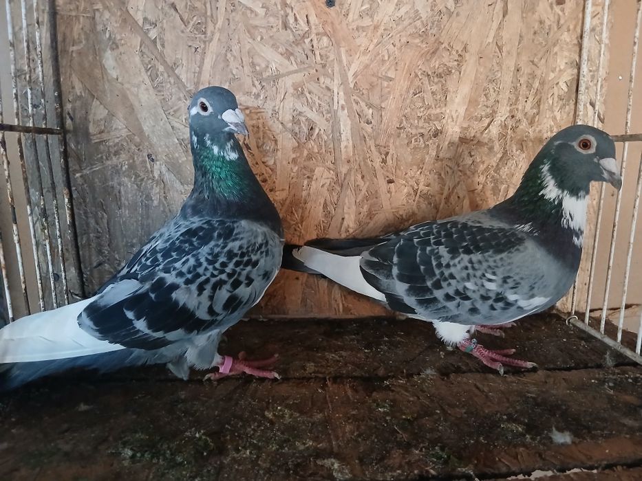 Porumbei voiajori de vanzare