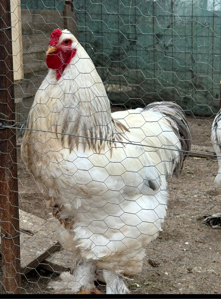 Oua pentru incubat sau pui, gaini si cocosi rasele Australorp & Brahma