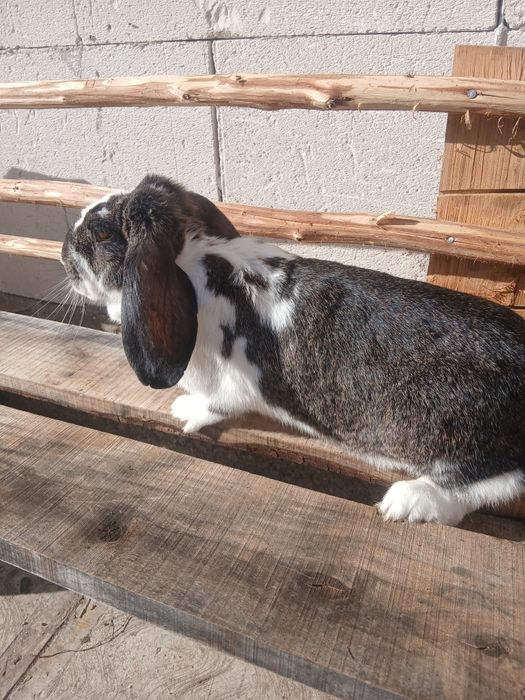 Vând doua iepiroaice