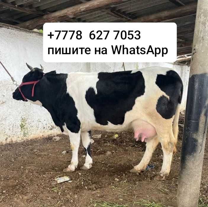 Продам корову дойную молочную!!