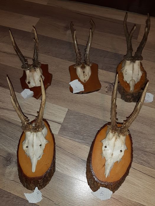 Vând trofeu/panoplie caprior/cerb