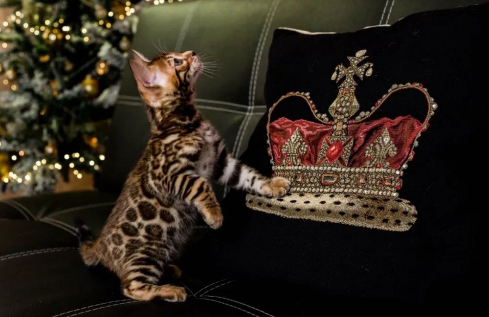 Бенгальские котята Бенгальский  котенок  Бенгальская  кошка  Бенгал.