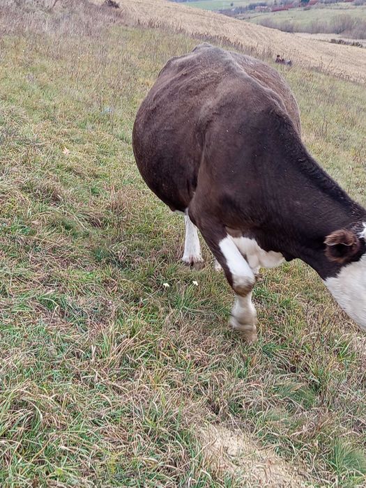 Vând vaca și două juninci