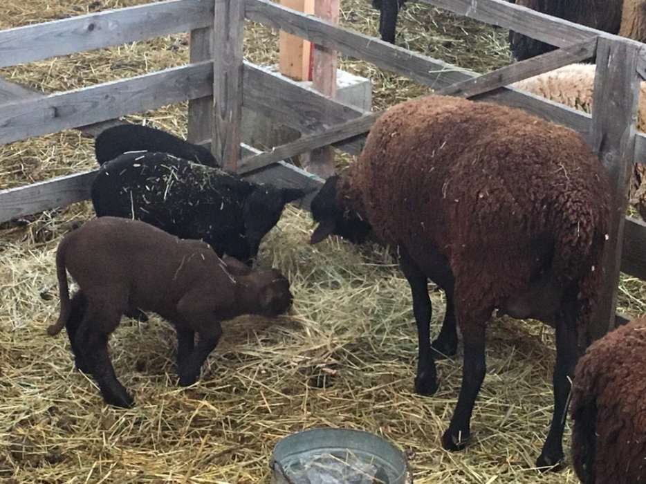 berbeci si oi mielute rasa jura