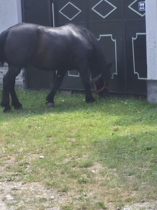 Cal deosebit de 6ani