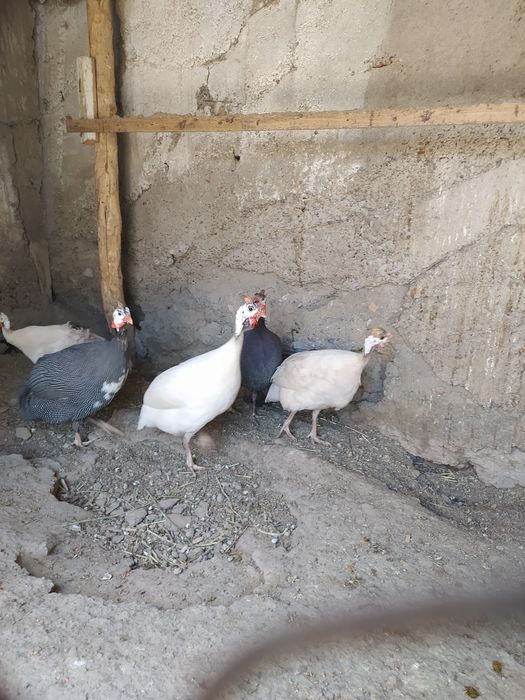 Oq brama troyka va sesarka tuxumlari