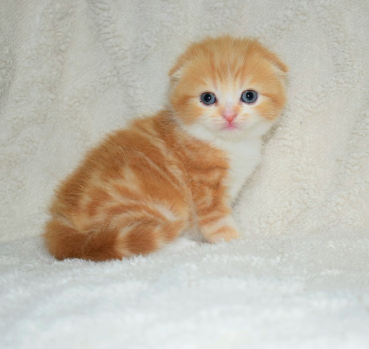 Котята шотландской породы