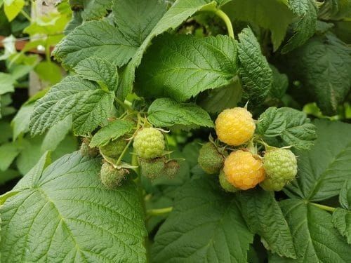 Arbusti Fructiferi (Zmeur Galben )