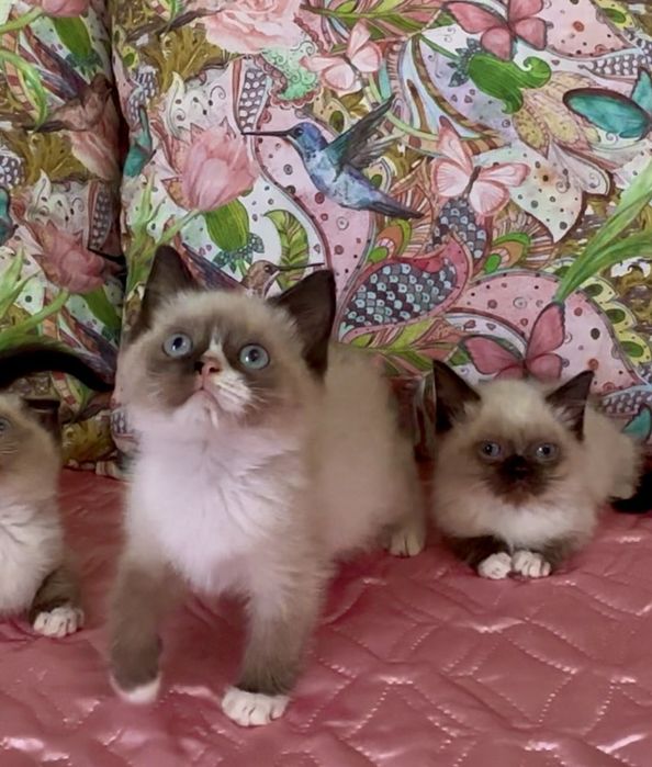 Рагдол / Регдол Ragdoll