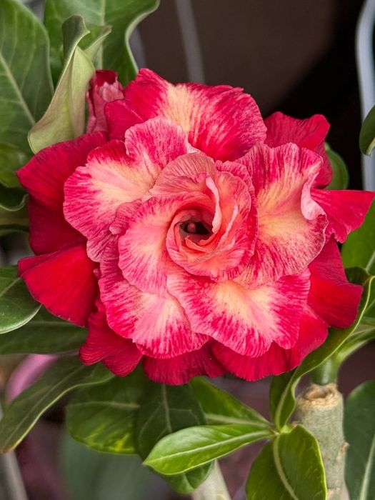 Продаю адениумы разных сортов