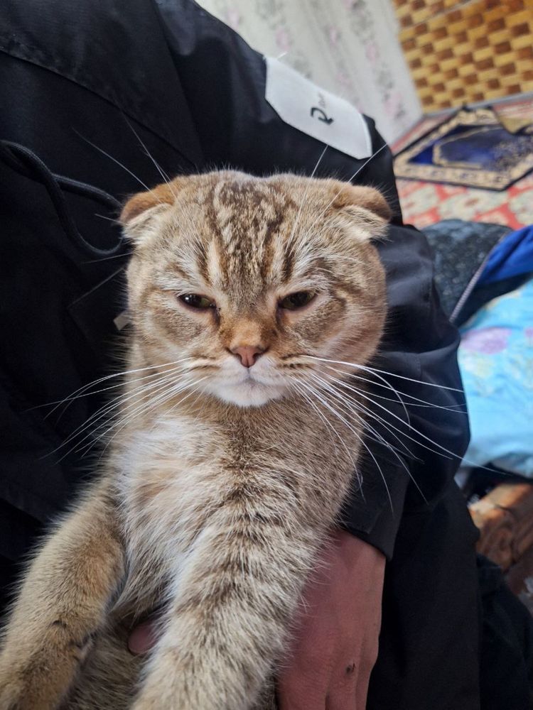 Шотландская вислоухая кошка