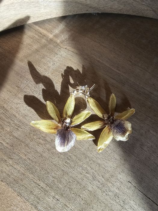 Обеци с естествен цвят на орхидея Камбрия.

Естествен цвят на орхидея