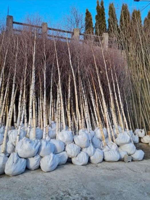 Mesteacăn Tei artar