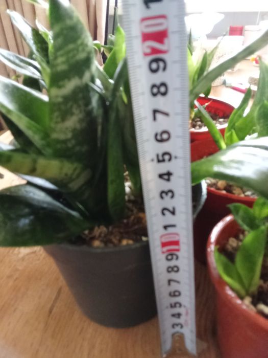 Сансивьерия компактное растение