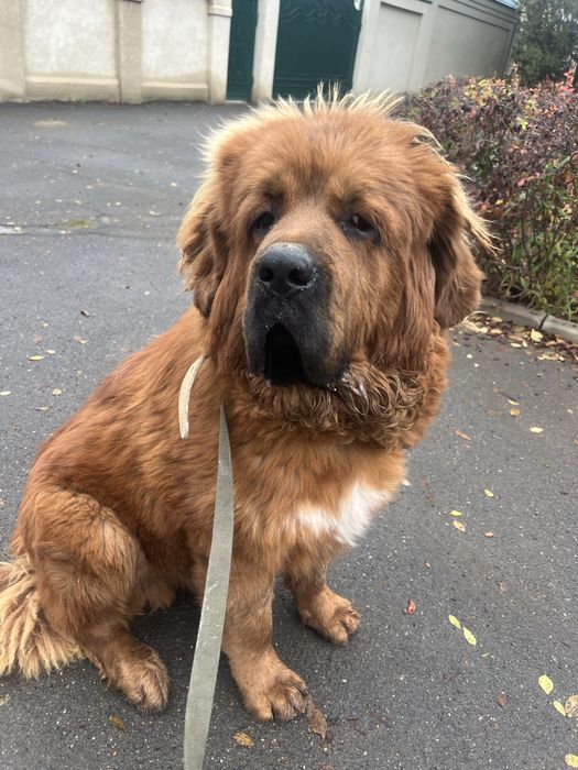 Тибетский мастиф