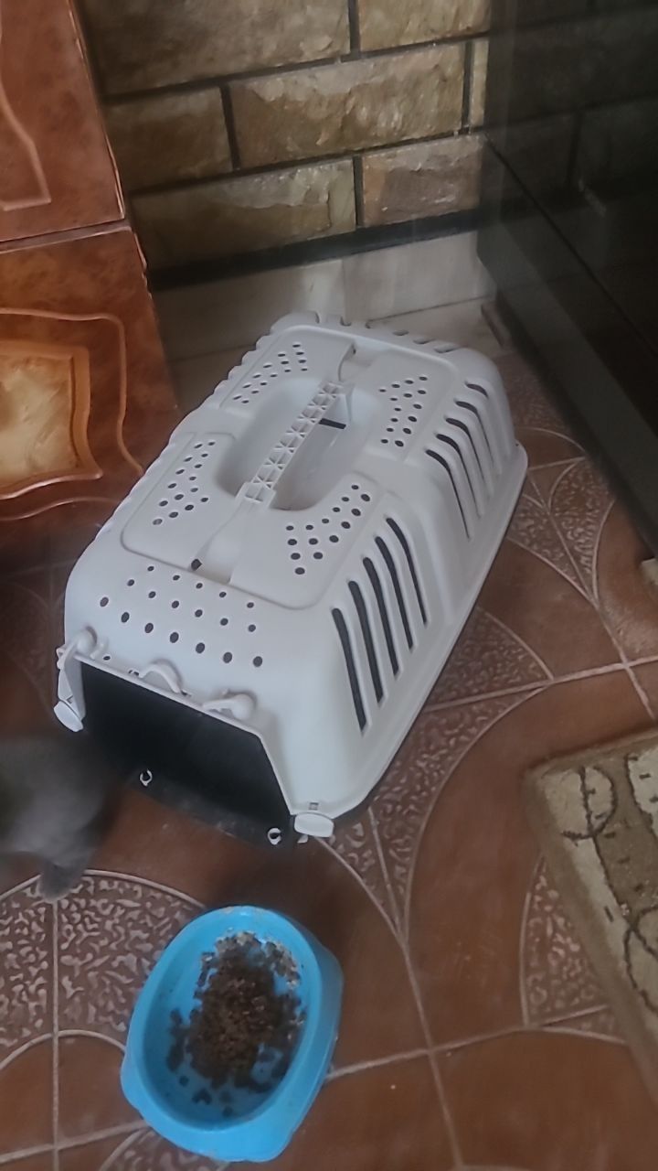 Кошка скотиш фолд чистокровный парода.mushuk skotish fold