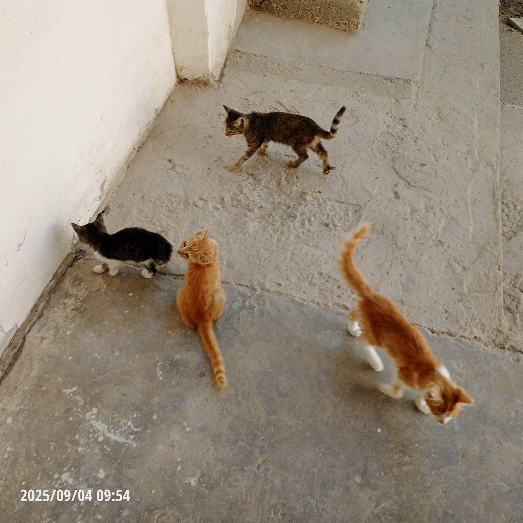 Отдам котят в добрые руки.