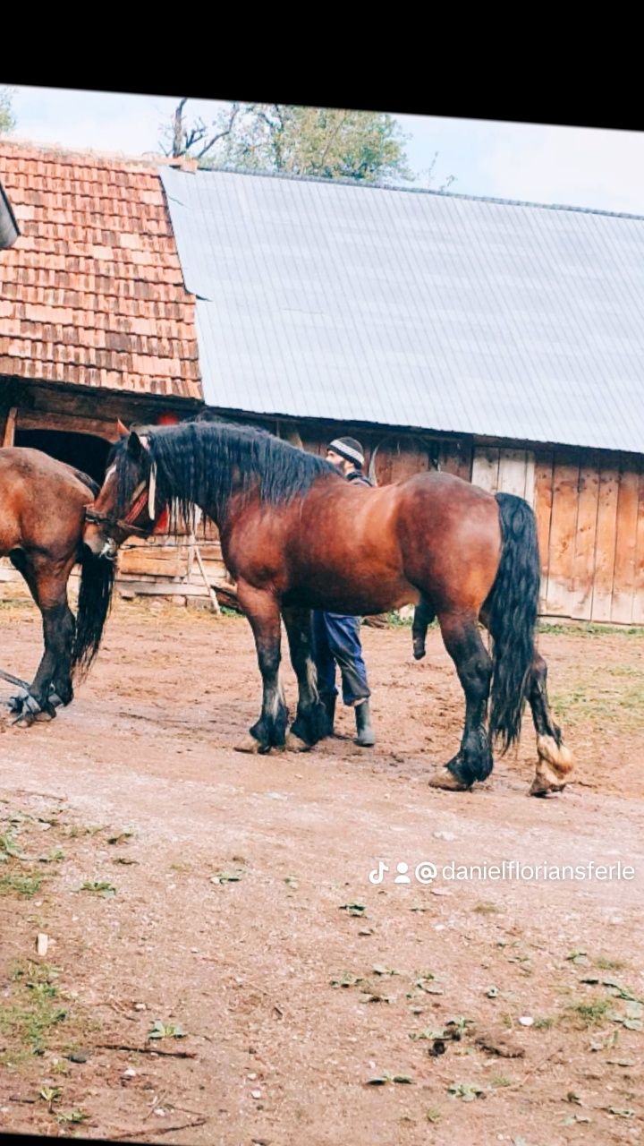 Vând mânz  de 6 luni