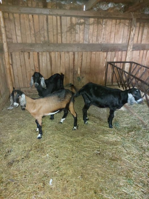 Vand familie anglonubian