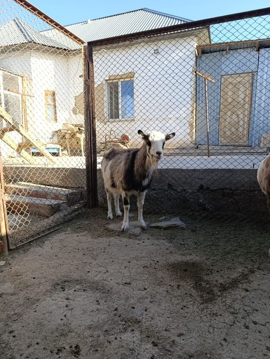 Сатылады бағасы келісімді породистый жағдаилары жасалған семіз