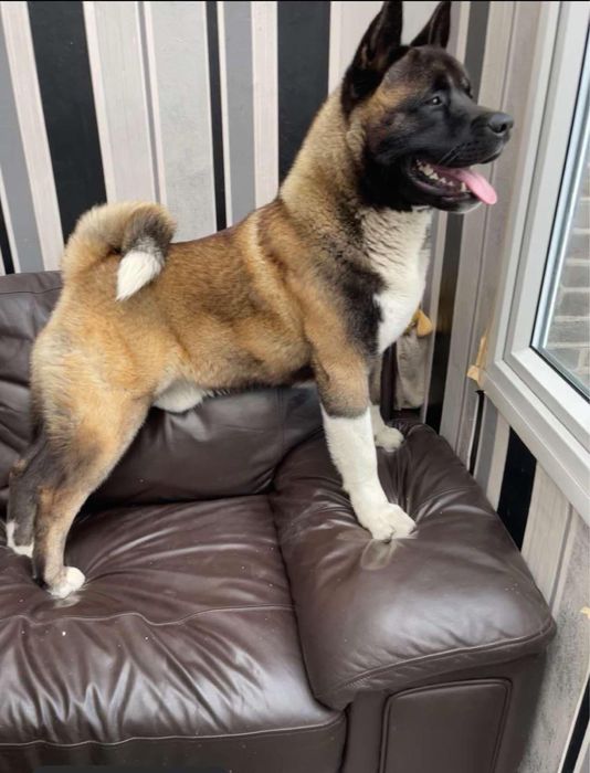 Akita American/Pedigree