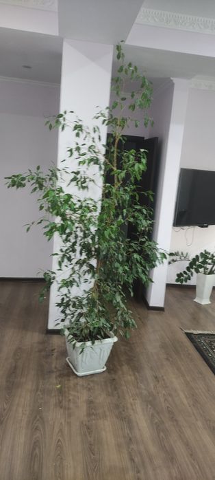 Фикусы  Бенджамина