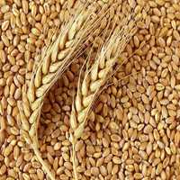 Продам пшеницу в мешках