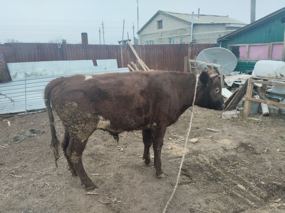 Продаётся бычок 1,5лет